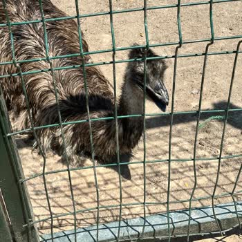 Kuğuköy (Tuzla)   Restoranında Hayvanlara Kötü Muamele Ve Bakımsızlık