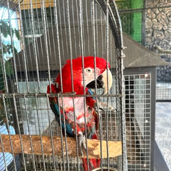 Kuğuköy (Tuzla)   Restoranında Hayvanlara Kötü Muamele Ve Bakımsızlık