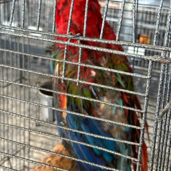 Kuğuköy (Tuzla) Restoranında Hayvanlara Kötü Muamele Ve Bakımsızlık