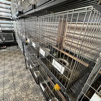 Kuğuköy (Tuzla) Restoranında Hayvanlara Kötü Muamele Ve Bakımsızlık