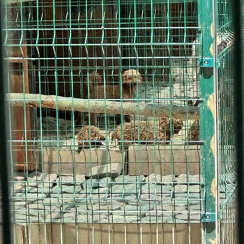 Kuğuköy (Tuzla) Restoranında Hayvanlara Kötü Muamele Ve Bakımsızlık