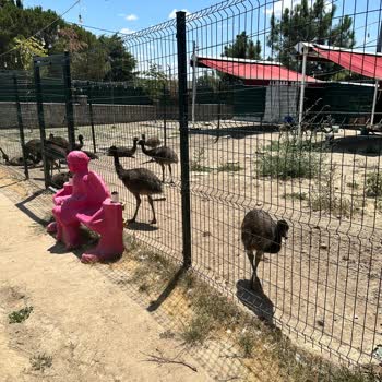Kuğuköy (Tuzla) Restoranında Hayvanlara Kötü Muamele Ve Bakımsızlık