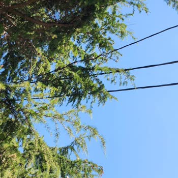 Sokak Aydınlatma Tellerinden Çıkan Elektrik Kıvılcımları Mahallemizi Tehdit Ediyor