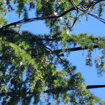 Sokak Aydınlatma Tellerinden Çıkan Elektrik Kıvılcımları Mahallemizi Tehdit Ediyor