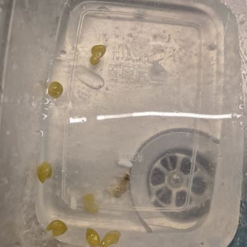 Konserve Bezelyede Ölü Güve Şoku: Hijyen Ve Güven Sorunu