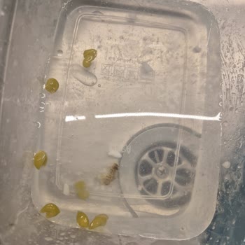 Konserve Bezelyede Ölü Güve Şoku: Hijyen Ve Güven Sorunu