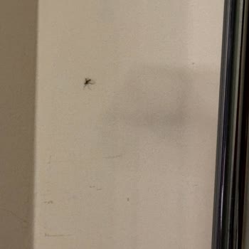 Acil Serviste Hijyen Sorunu Ve Sivrisinek Problemi