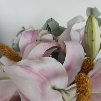 Kararmış Çiçekler İçin İade Ve Değişim Reddedildi