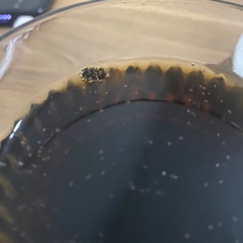 Coca-Cola Şişesinden Böcek Çıkması Hayal Kırıklığı Yarattı