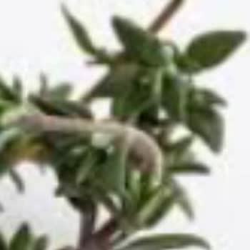 Çocuk Menüsünde Yabancı Madde Ve Olumsuz Müşteri Yaklaşımı