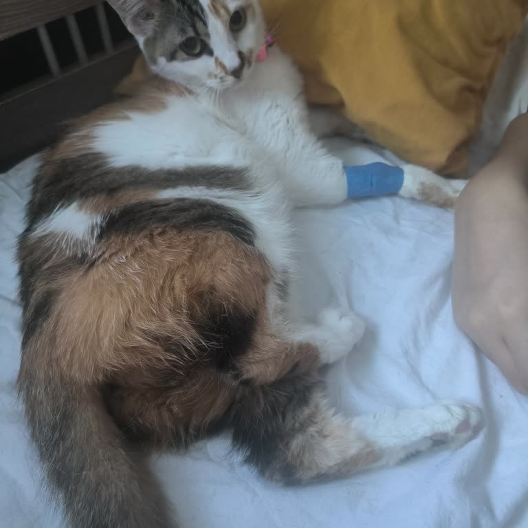 Tisert Son Kullanma Tarihi Geçmiş Ürün Nedeniyle Evcil Hayvanım Zehirlendi