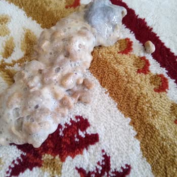 Trendyol Üzerinden Aldığım Sahte Mama Kedimin Sağlığını Tehlikeye Attı