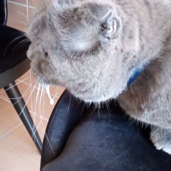 Trendyol Üzerinden Aldığım Sahte Mama Kedimin Sağlığını Tehlikeye Attı