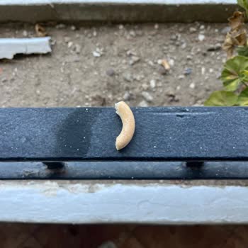 Oda Temizliği Ve Yemek Kalitesi Konusunda Hayal Kırıklığı