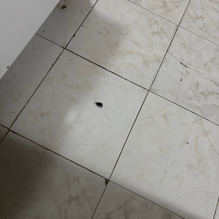 Otel Odasında Hamam Böceği Ve İade Sorunu Yaşadık