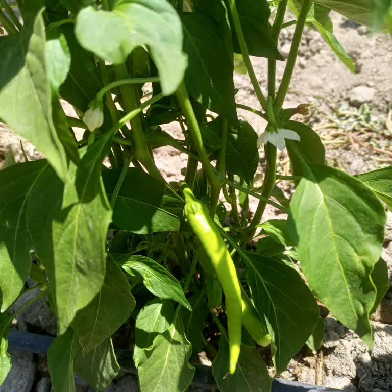 Yanlış Tohum Gönderimi Nedeniyle Mağduriyet Yaşadım