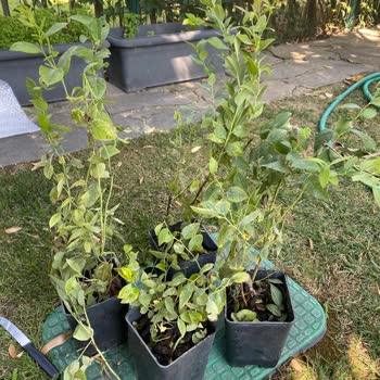 Aldığım Yaban Mersini Fidanları Beklentiyi Karşılamadı