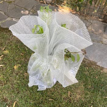 Aldığım Yaban Mersini Fidanları Beklentiyi Karşılamadı