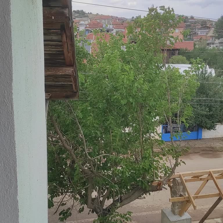 Elektrik Tellerine Temas Eden Ağacın Kesilmesi İçin Aylarca Sonuç Alamıyorum