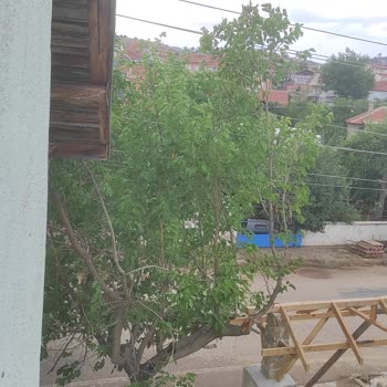 Tehlike Arz Eden Dut Ağacının Kesilmesi Talebime Yanıt Verilmiyor