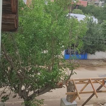 Tehlike Arz Eden Dut Ağacının Kesilmesi Talebime Yanıt Verilmiyor