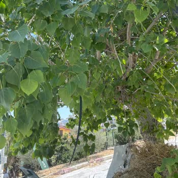 On Gündür Devam Eden İnternet Kesintisine Çözüm Bekliyoruz