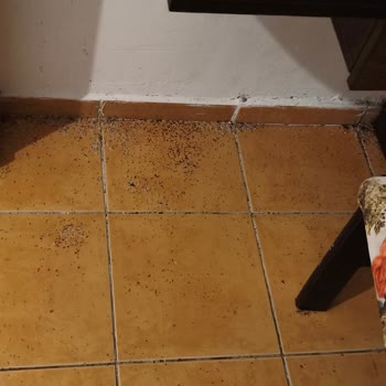 Otelde Haşere Sorunu Ve Tatil Süresinde Haksız Kesinti
