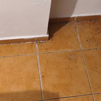 Otelde Haşere Sorunu Ve Tatil Süresinde Haksız Kesinti