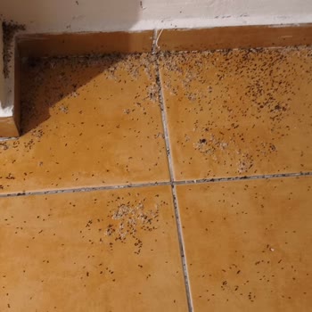 Otelde Haşere Sorunu Ve Tatil Süresinde Haksız Kesinti
