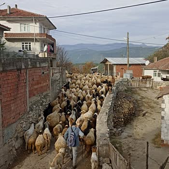 Mahallemizdeki Hayvan Geçişi Ve Temizlik Sorunu İçin Acil Çözüm Bekliyoruz