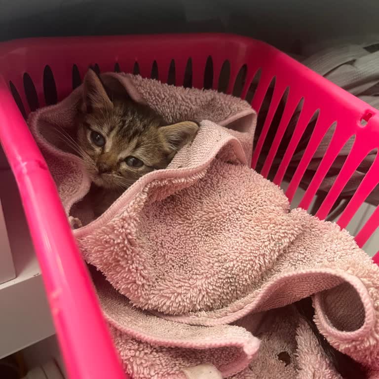 Yanlış Teşhis Ve Tedavi Sonucu Hayvanımı Kaybettim