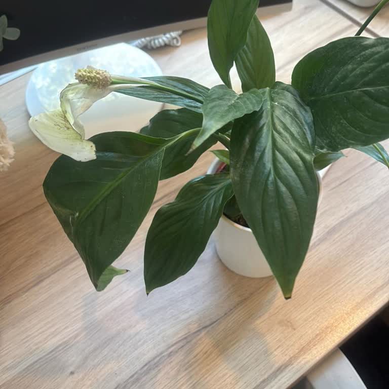 Siparişimde Solmuş Çiçek Gönderildi, Müşteri Hizmetleri İlgisiz Kaldı