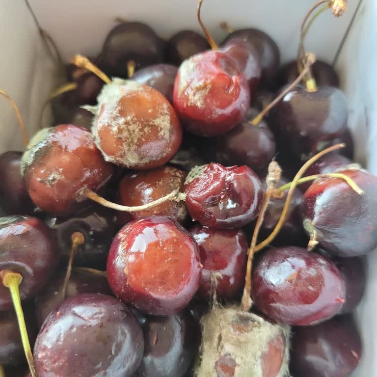 Migros Sanal Marketten Küflü Ve Bozuk Kirazlar Teslim Edildi