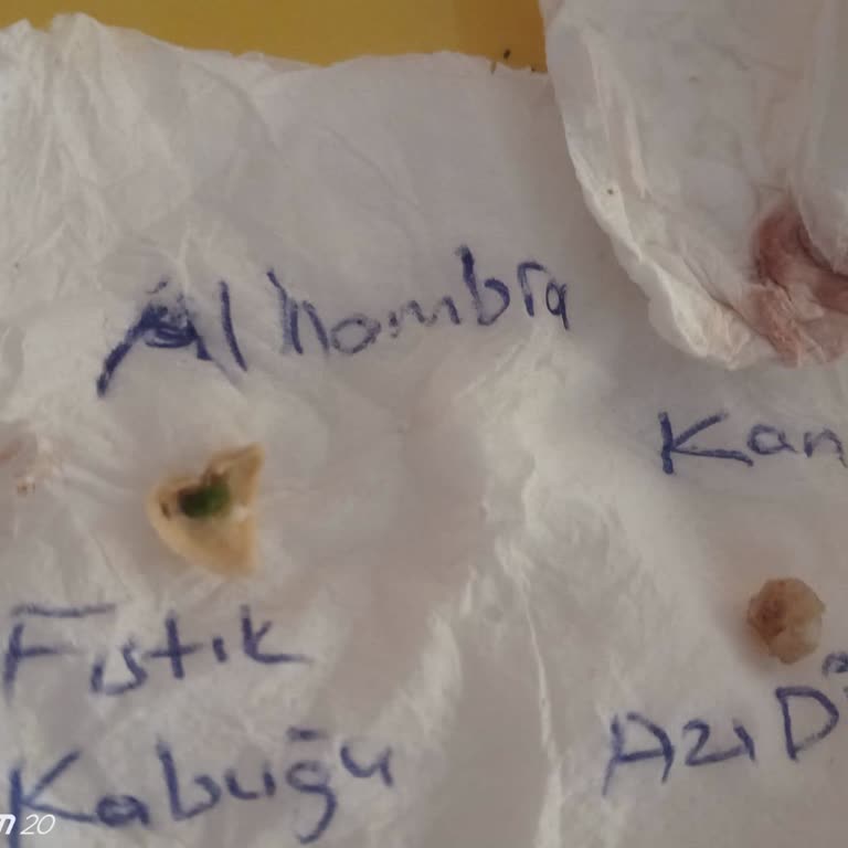 Royal Alhambra Palace Otelin İlgisizliği Ve Hijyen Sorunları Tatilimizi Kabusa Çevirdi. Baklavanın İçinden Çıkan Fıstık Kabuğu Çocuğumun Dişini KırdıDi