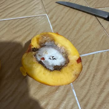 Aldığım Nektarinlerin Tamamı Bozuk Çıktı, İade Talep Ediyorum