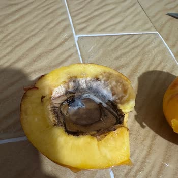 Aldığım Nektarinlerin Tamamı Bozuk Çıktı, İade Talep Ediyorum