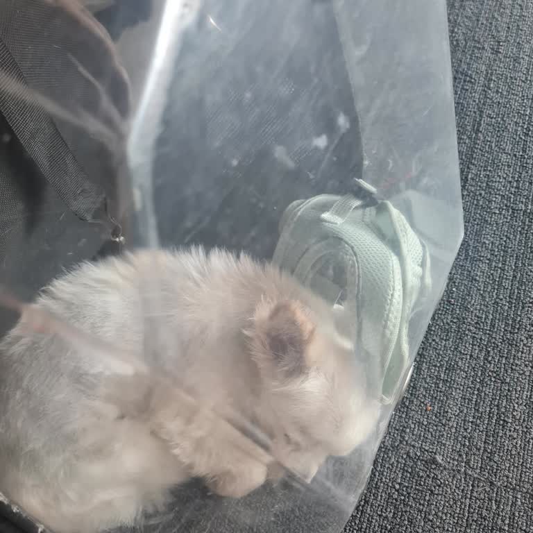 THY Evcil Hayvan Taşıma Ücretleri Ve Personel İlgisizliği Mağduriyeti!