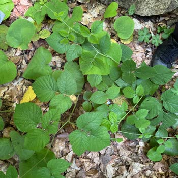 Bir Aydır Çözülemeyen Çamaşır Makinesi Sorunu Ve Yetersiz Servis Desteği