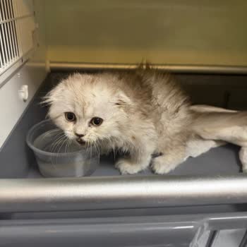 Kedimin Yanlış Tedavi Sonrası Kaybı Ve İlgisizlik