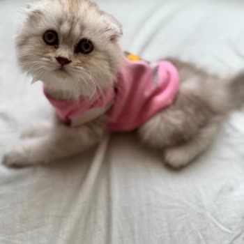 Kedimin Yanlış Tedavi Sonrası Kaybı Ve İlgisizlik