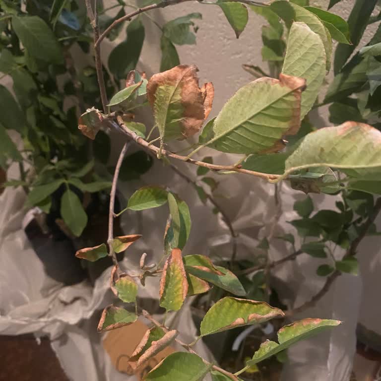 Vişne Fidanım Kurudu Çözüm Sunulmadı