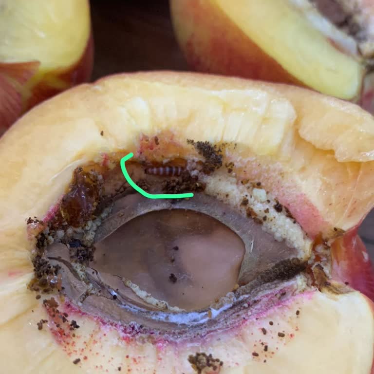 Yemekte Kurt Çıkması Nedeniyle Yaşanan Hijyen Sorunu