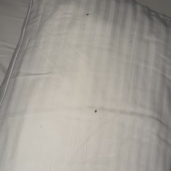 Otel Odasında Tahtakurusu Sorunu Ve Yetersiz Önlemler