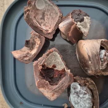 Kampanyadan Alınan Divan Praline Çikolataların Son Kullanma Tarihi Yakın Ve Küflü Çıkması