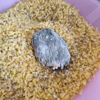 Arbel Bulgurun İçinden Çıkan Böcek Larvası Ve Sağlıksız Ürün Şikayeti