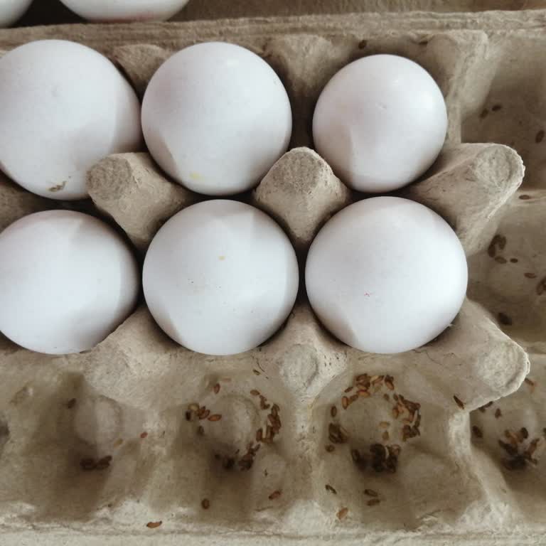 Aldığım Yumurtalar Bozuk Ve Kurtlu Çıktı!