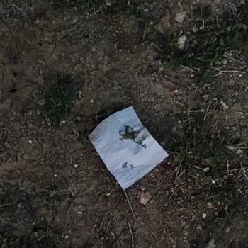 Otel Odasında Tarantula Şoku Ve İlgisiz Hizmet