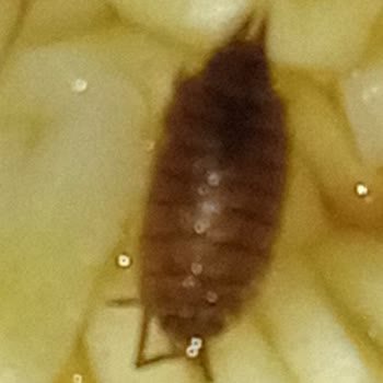 Aldığım Noodle'ın İçinden Böcek Çıktı, Sağlığım Tehlikeye Girdi