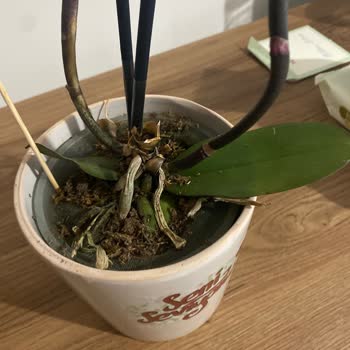 Siparişimde Gelen Orkide Solmuş Ve Kusurlu, Satıcı İlgilenmiyor