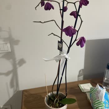 Siparişimde Gelen Orkide Solmuş Ve Kusurlu, Satıcı İlgilenmiyor